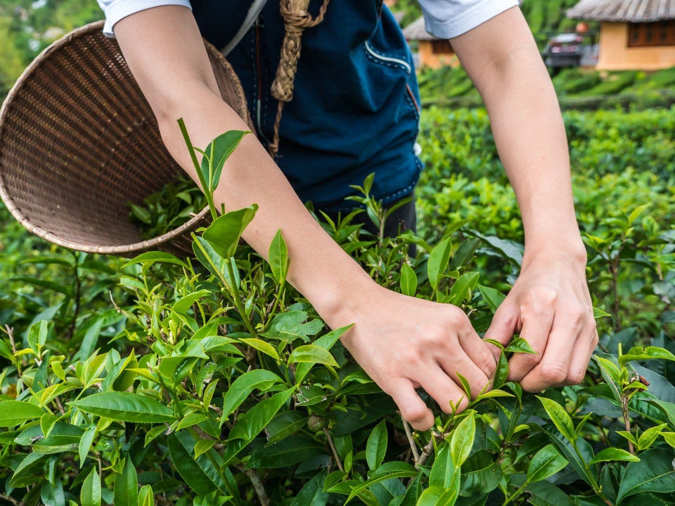 Đôi tay ngắt búp trà non