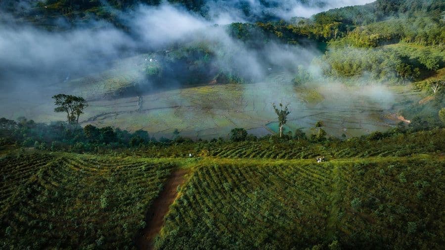 Sương mù phủ trên thung lũng và những hàng trà ở Măng Đen