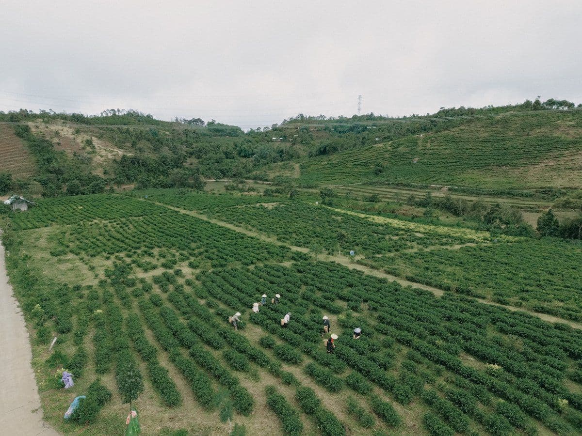 Những luống trà trải dài trên sườn đồi, nhìn từ trên cao